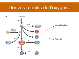 Dérivés réactifs de l’oxygène Vasodilatation Toxicité 