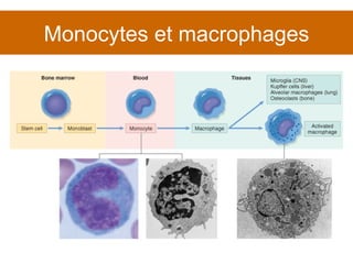 Monocytes et macrophages 