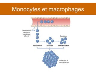 Monocytes et macrophages 