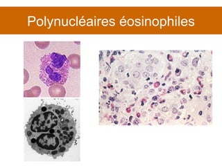 Polynucléaires éosinophiles 