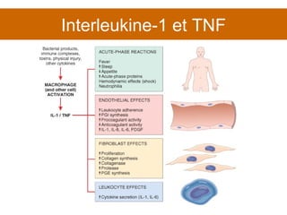 Interleukine-1 et TNF 
