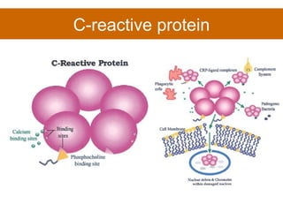 C-reactive protein 