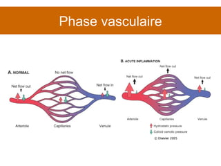 Phase vasculaire 