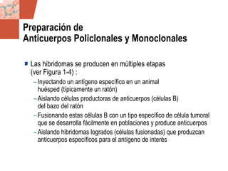 GDS_0418723_McClelland_v4 13
Preparación de
Anticuerpos Policlonales y Monoclonales
Las hibridomas se producen en múltiples etapas
(ver Figura 1-4) :
–Inyectando un antígeno específico en un animal
huésped (típicamente un ratón)
–Aislando células productoras de anticuerpos (células B)
del bazo del ratón
–Fusionando estas células B con un tipo específico de célula tumoral
que se desarrolla fácilmente en poblaciones y produce anticuerpos
–Aislando hibridomas logrados (células fusionadas) que produzcan
anticuerpos específicos para el antígeno de interés
 