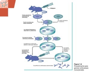 GDS_0418723_McClelland_v4 15
Figura 1-4
Procedimiento para
generar anticuerpos
monoclonales
Células plasmáticas
productoras de
anticuerpos
Fusión de células para
realizar hibridomas
Las células hibridomas se
desarrollan en poblaciones
Se clonan las células
hibridomas individuales
Los tumores de
hibridomas se
mantienen vivos
en el ratón
 