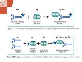GDS_0418723_McClelland_v4 18
Figura 1-5 Los anticuerpos marcados permiten la detección de complejos antígeno/anticuerpo en los inmunoensayos
Figura 1-6 El antígeno marcado también permite la detección de complejos antígeno/anticuerpo en los inmunoensayos
 