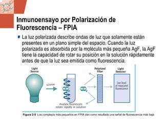 GDS_0418723_McClelland_v4 53
Inmunoensayo por Polarización de
Fluorescencia – FPIA
La luz polarizada describe ondas de luz que solamente están
presentes en un plano simple del espacio. Cuando la luz
polarizada es absorbida por la molécula más pequeña AgF, la AgF
tiene la capacidad de rotar su posición en la solución rápidamente
antes de que la luz sea emitida como fluorescencia.
Figura 2-5 Los complejos más pequeños en FPIA dan como resultado una señal de fluorescencia más baja
 