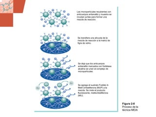 GDS_0418723_McClelland_v4 59
Figura 2-8
Proceso de la
técnica MEIA
Las micropartículas recubiertas con
anticuerpos antianalito y muestra se
incuban juntas para formar una
mezcla de reacción.
Se transfiere una alícuota de la
mezcla de reacción a la matriz de
figra de vidrio.
Se deja que los anticuerpos
antianalito marcados con fosfatasa
alcalina se unan al complejo de
micropartículas.
Se agrega el sustrato Fosfato 4-
Metil Umbeliferona (MUP) a la
mezcla. Se mide el producto
fluorescente, metilumbeliferona
(MU).
 