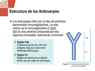 GDS_0418723_McClelland_v4 7
Estructura de los Anticuerpos
Los anticuerpos (Ab) son un tipo de proteínas
denominado inmunoglobulinas. La más
común es la inmunoglobulina G (IgG).
IgG es una proteína compuesta por dos
regiones principales, estructural y funcional:
Figura 1-1 Estructura del anticuerpo
y puntos funcionales
Región Fab:
Contiene el punto de unión del
antígeno (Ag) que varía entre
diferentes anticuerpos.
Región Fc:
Región de estructura constante
dentro de una clase de anticuerpo.
 
