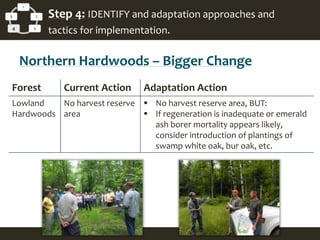 1
2
34
5 Step 4: IDENTIFY and adaptation approaches and
tactics for implementation.
Northern Hardwoods – Bigger Change
Forest Current Action Adaptation Action
Lowland
Hardwoods
No harvest reserve
area
 No harvest reserve area, BUT:
 If regeneration is inadequate or emerald
ash borer mortality appears likely,
consider introduction of plantings of
swamp white oak, bur oak, etc.
 
