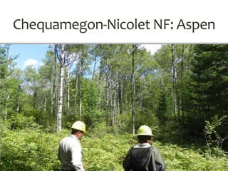 Chequamegon-Nicolet NF: Aspen
 
