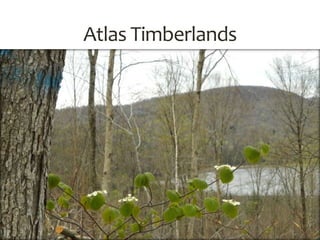 Atlas Timberlands
 