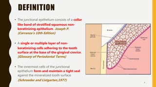 JUNCTIONAL EPITHELIUM IN HEALTH & DISEASE-- REGENERATION FOLLOWING SURGERY  | PPT