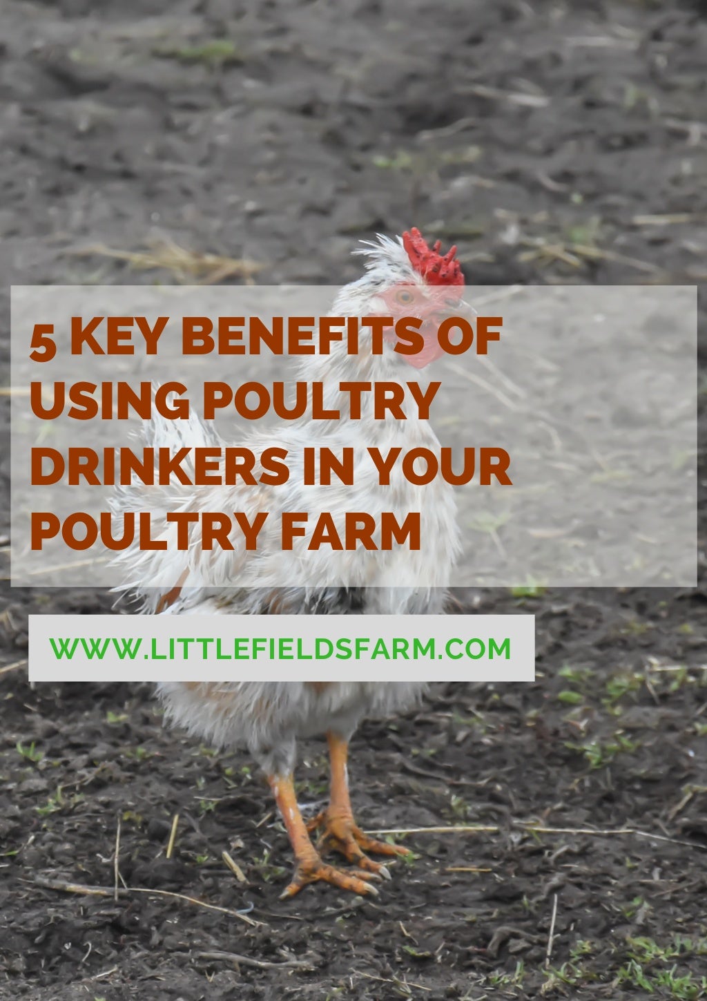 5 Key Benefits of Using Poultry Drinkers in Your Poultry Farm