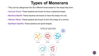  They can be categorized into four different kinds based on the shape they form.
Coccus/ Cocci- These bacteria are known to have a spherical shape.
Bacillus/ Bacilli- These bacteria are known to have the shape of a rod.
Vibram/ Vibrio- These bacteria are known to form the shape of a comma.
Spirillum/ Spirilla- These bacteria are spiral-shaped.
 
