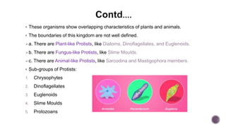  These organisms show overlapping characteristics of plants and animals.
 The boundaries of this kingdom are not well defined.
a. There are Plant-like Protists, like Diatoms, Dinoflagellates, and Euglenoids.
b. There are Fungus-like Protists, like Slime Moulds.
c. There are Animal-like Protists, like Sarcodina and Mastigophora members.
 Sub-groups of Protists:
1. Chrysophytes
2. Dinoflagellates
3. Euglenoids
4. Slime Moulds
5. Protozoans
 