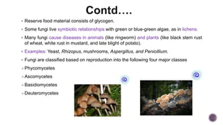  Reserve food material consists of glycogen.
 Some fungi live symbiotic relationships with green or blue-green algae, as in lichens.
 Many fungi cause diseases in animals (like ringworm) and plants (like black stem rust
of wheat, white rust in mustard, and late blight of potato).
 Examples: Yeast, Rhizopus, mushrooms, Aspergillus, and Penicillium.
 Fungi are classified based on reproduction into the following four major classes
Phycomycetes
Ascomycetes
Basidiomycetes
Deuteromycetes
 