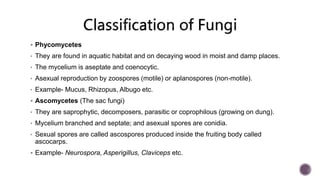  Phycomycetes
• They are found in aquatic habitat and on decaying wood in moist and damp places.
• The mycelium is aseptate and coenocytic.
• Asexual reproduction by zoospores (motile) or aplanospores (non-motile).
• Example- Mucus, Rhizopus, Albugo etc.
 Ascomycetes (The sac fungi)
• They are saprophytic, decomposers, parasitic or coprophilous (growing on dung).
• Mycelium branched and septate; and asexual spores are conidia.
• Sexual spores are called ascospores produced inside the fruiting body called
ascocarps.
 Example- Neurospora, Asperigillus, Claviceps etc.
 