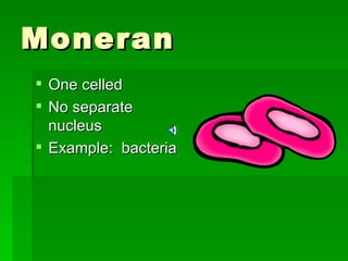 Moneran One celled No separate nucleus Example:  bacteria 