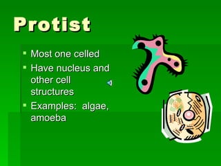 Protist Most one celled Have nucleus and other cell structures Examples:  algae, amoeba 