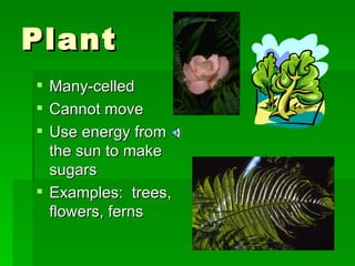 Plant Many-celled Cannot move Use energy from the sun to make sugars Examples:  trees, flowers, ferns 