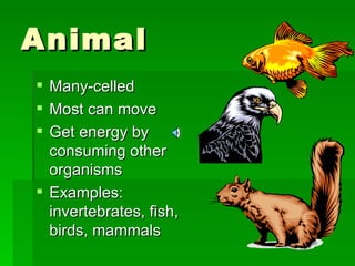 Animal Many-celled Most can move Get energy by consuming other organisms Examples:  invertebrates, fish, birds, mammals 