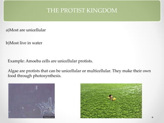 THE PROTIST KINGDOM
a)Most are unicellular
b)Most live in water
Example: Amoeba cells are unicellular protists.
Algae are protists that can be unicellular or multicellular. They make their own
food through photosynthesis.
 