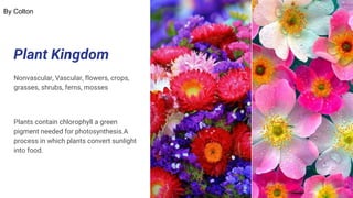 Plant Kingdom
Nonvascular, Vascular, flowers, crops,
grasses, shrubs, ferns, mosses
Plants contain chlorophyll a green
pigment needed for photosynthesis.A
process in which plants convert sunlight
into food.
By Colton