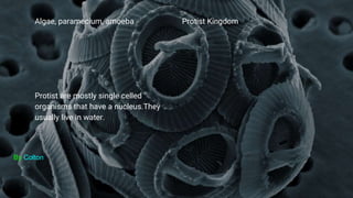 Protist KingdomAlgae, paramecium, amoeba
Protist are mostly single celled
organisms that have a nucleus.They
usually live in water.
By Colton