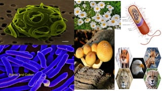 By Richie and Colton