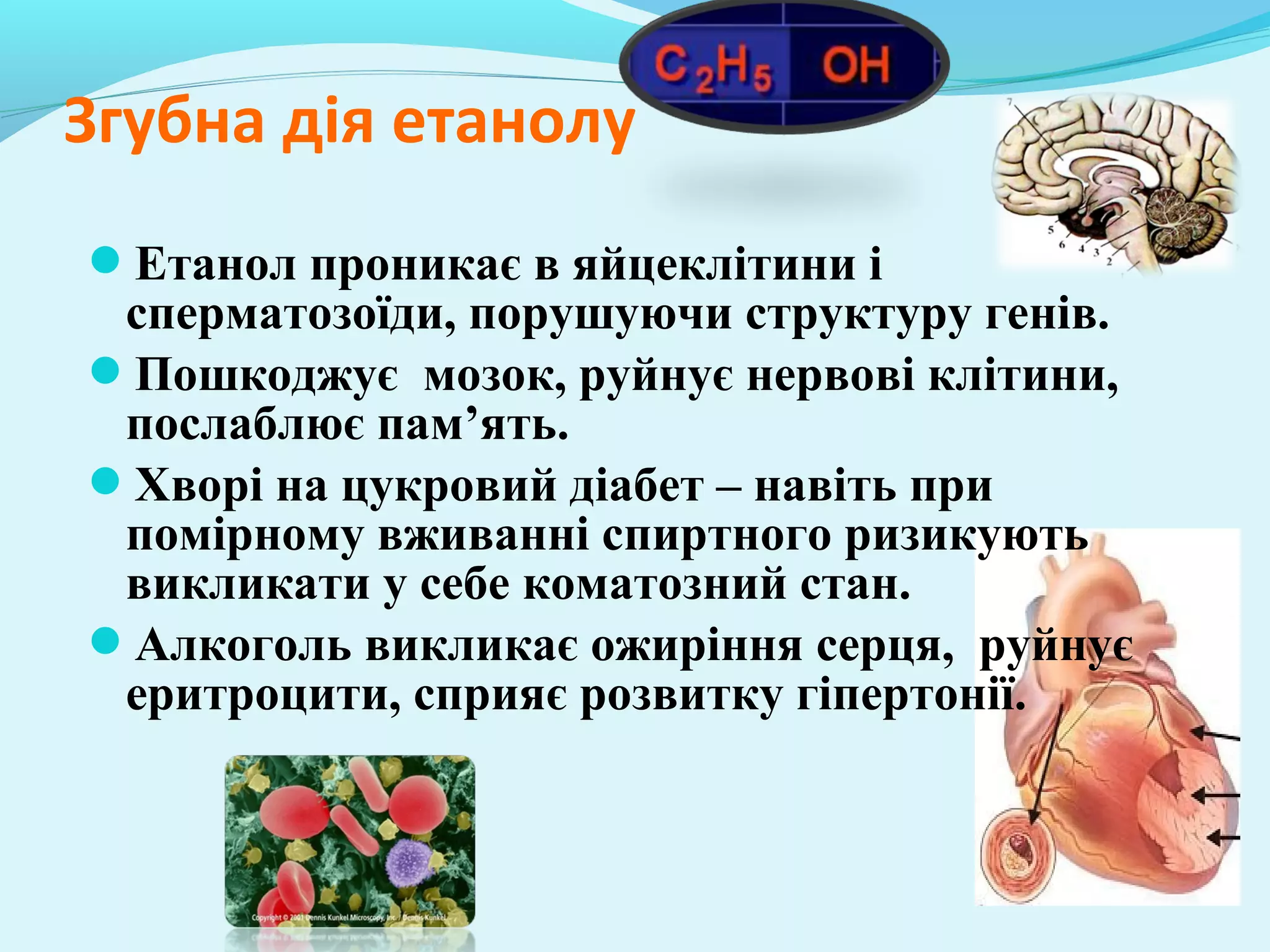 Згубна дія етанолу 
Етанол проникає в яйцеклітини і 
сперматозоїди, порушуючи структуру генів. 
Пошкоджує мозок, руйнує нервові клітини, 
послаблює пам’ять. 
Хворі на цукровий діабет – навіть при 
помірному вживанні спиртного ризикують 
викликати у себе коматозний стан. 
Алкоголь викликає ожиріння серця, руйнує 
еритроцити, сприяє розвитку гіпертонії. 
 