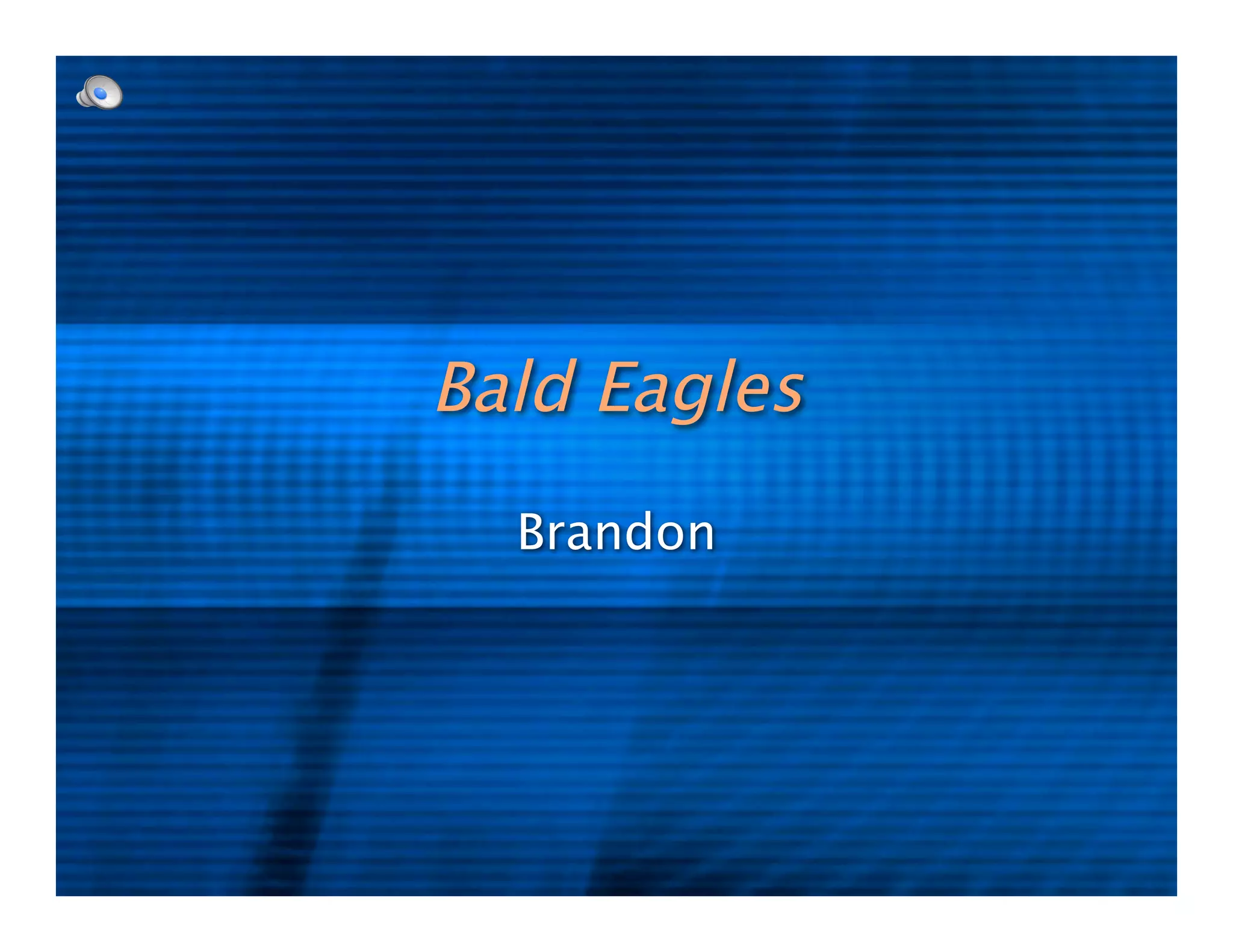 5kl-bald-eagle-ppt