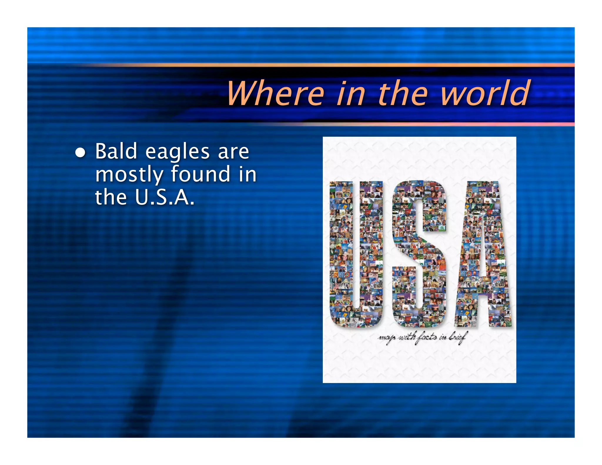 5kl-bald-eagle-ppt
