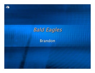 Bald Eagles
  Brandon
 