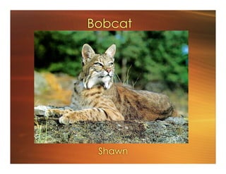 Bobcat
Shawn
 