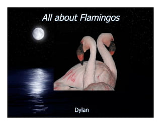 All about Flamingos




        Dylan
 