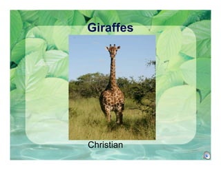 Giraffes




Christian
 