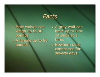 5kl Gray Wolf