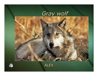 Gray wolf




ALEX
 