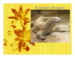 Komodo Dragon




Jared
 