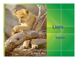 Lions

 Kaylee
 