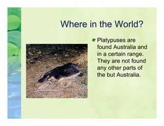 5 Kl Platypus