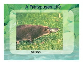 A Platypuses Life




  Allison
 
