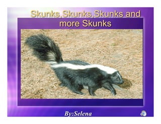 Skunks,Skunks,Skunks and
      more Skunks




       By:Selena
 