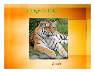 A Tiger’s Life
Zach
 