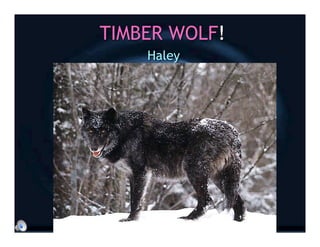 TIMBER WOLF!
    Haley
 