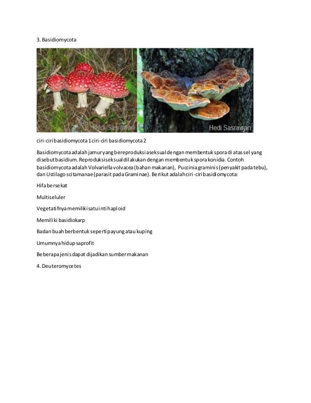 5 klasifikasi jamur 