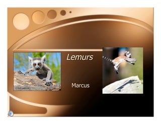 Lemurs
Marcus
 