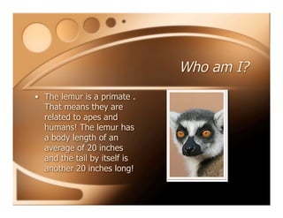 Who am I?
• The lemur is a primate .
That means they are
related to apes and
humans! The lemur has
a body length of an
average of 20 inches
and the tail by itself is
another 20 inches long!
 