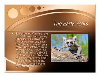 The Early Years
• Some species of lemurs have
litters of two or more young.
Other species such as the
ring tailed lemur only have
one baby at a time. When a
baby is born it latches on to
its mom’s belly. It feeds on
its mother’s milk. At about 3
weeks of age the baby starts
riding piggyback. When the
lemur is three months old,
the mother sends it out to
get its own food!
 